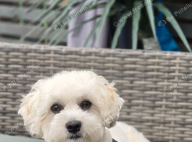 Absolutely beautiful Cavapooshon puppies