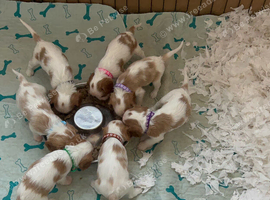 Cavalier puppies - KC reg parents