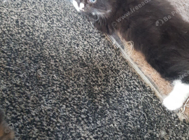 Male kitten
