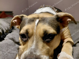 Staffie cross looking for 4ever home