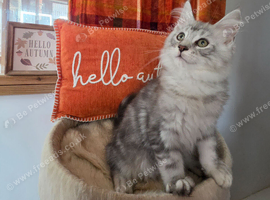 Pedigree Silver classic Active boy