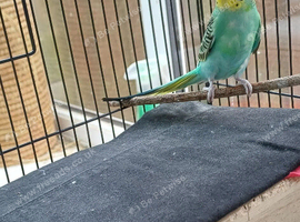 Young cock budgies