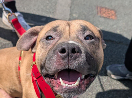 Dog looking for a new home
