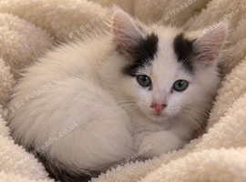 3 month old female kitten