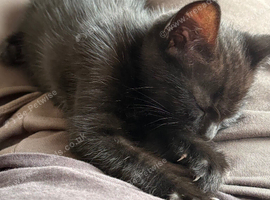 Black kitten