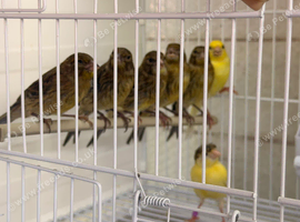 Job a lot mixed canary&rsquo;s