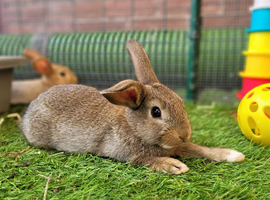 Adorable Mini Lop Mix Rabbits - READY NOW