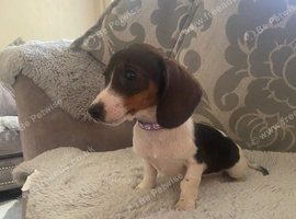 Dachshund puppy