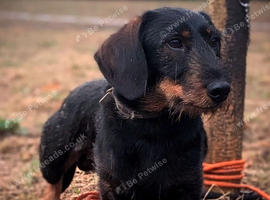 Teckel dog