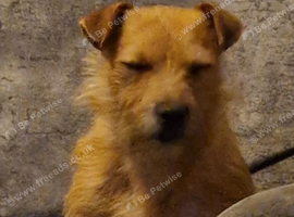 Jack russell wanted