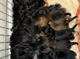 Beautiful Yorkiepoo Puppies