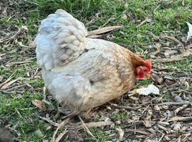 Variety of Pekin Bantam Hens