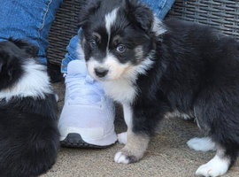 Border collie puppies
