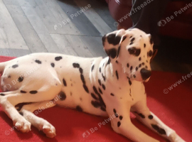 Stunning Dalmatian Girl reluctant Sale