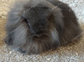 DM MINI LIONLO  3mth old buck