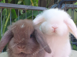 Mini lops available now