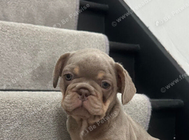 Reduced 2 stunning french bulldog boys