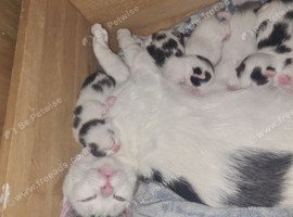 Kittens 1 little boy ready for a new home