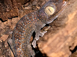 2026 Tokay Gecko