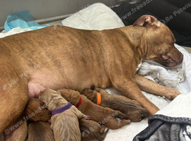 Puppies nearly ready to leave