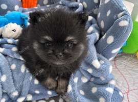Sweet little quality Pomeranians