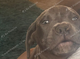 Stunning girl for sale