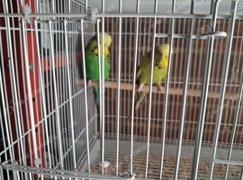 2 breeding pair of exhibition budgies