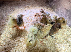 16 chicks for sale