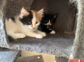 Urgent rehoming kittens