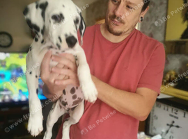 Stunning Dalmatian Dog for sale