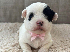 beautiful shihtzu pups