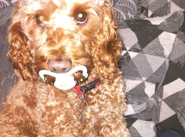 Proven Cockapoo Stud!!