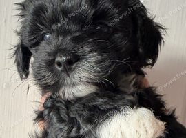 Gorgeous  Maltipoo puppies 2 girls and 2 boys ready to go on 26th July