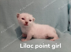 Part ragdoll Kittens ready to view