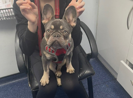French bull dog