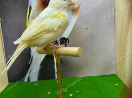 Dimorphic canary female