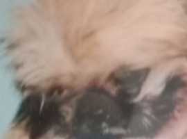 The boy shitzu