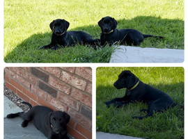 2/8 Labmaraner / Weimadore pups