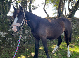 Stunning Bay Filly