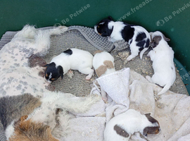 Jack Russell puppies