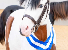 11.2 Cob X gelding