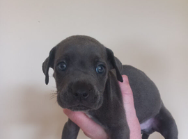 9 Cane Corso pups