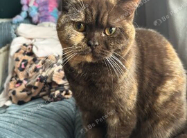 Stunning bsh cat