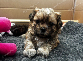 Gorgeous Shih Tzu pups