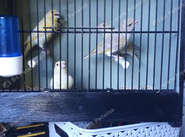 lutino greenfinch and silver greenfinch
