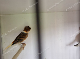 Harlaquins canaries for sale