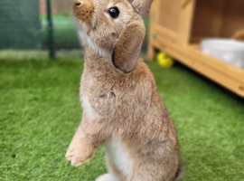 Adorable Mini Lop Mix Rabbits - TWO LEFT