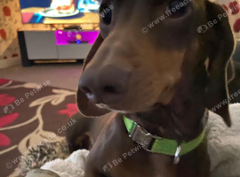 Dachshund boy 4 years old