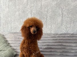 Dark Red DNA Health Tested Toy Poodle Stud
