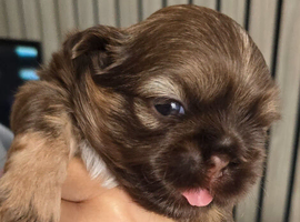 Stunning Imperial Shihtzu Puppies